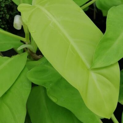 Philodendron Malay Gold