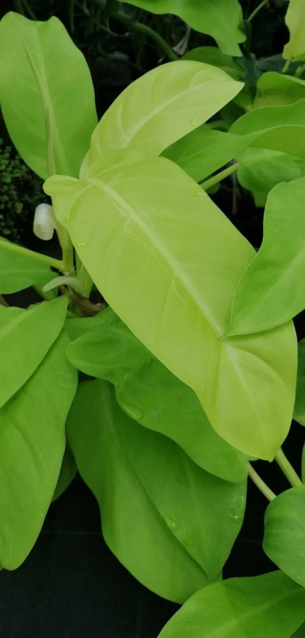 Philodendron Malay Gold, pianta da interno