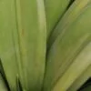 Sansevieria trifasciata Gold Flame, pianta da interno