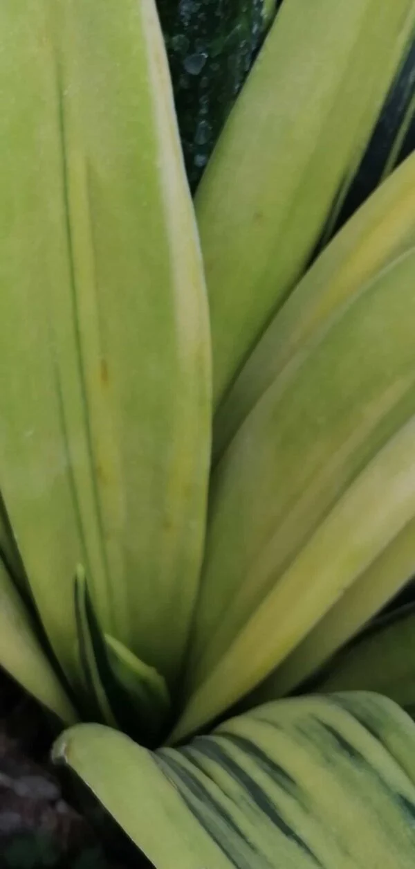 Sansevieria trifasciata Gold Flame, pianta da interno