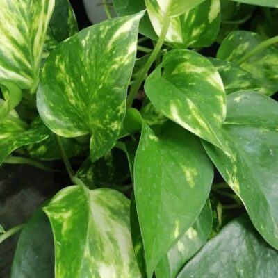 Pothos aureus, Scindapsus aureus, Epipremnum aureum