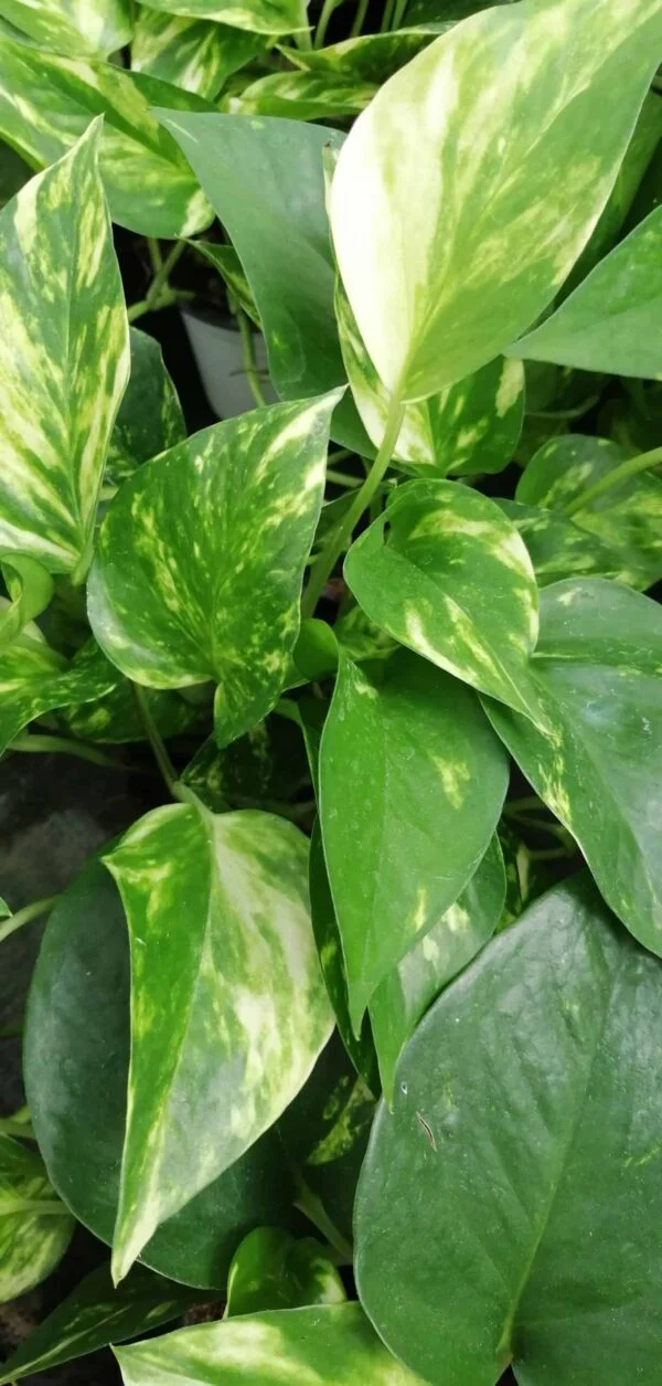 Pothos aureus, Scindapsus aureus, Epipremnum aureum, pianta da interno