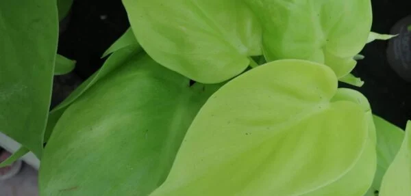Philodendron scandens, foto 4
