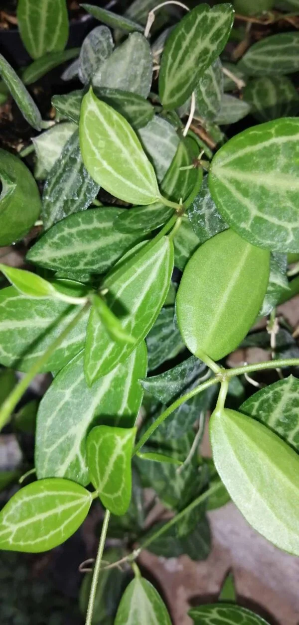 Dischidia ovata, Watermelon Dischidia, foto 4