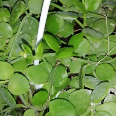 Dischidia nummularia