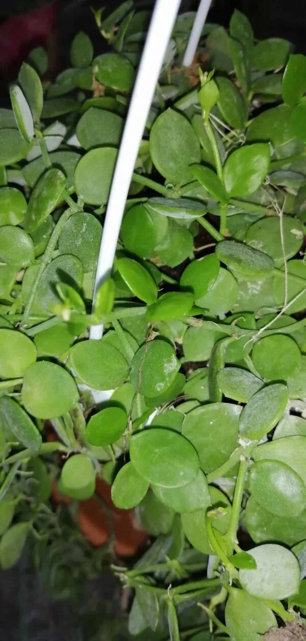 Dischidia nummularia, pianta da interno