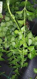 Dischidia ruscifolia Million Hearts