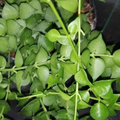 Dischidia ruscifolia Million Hearts