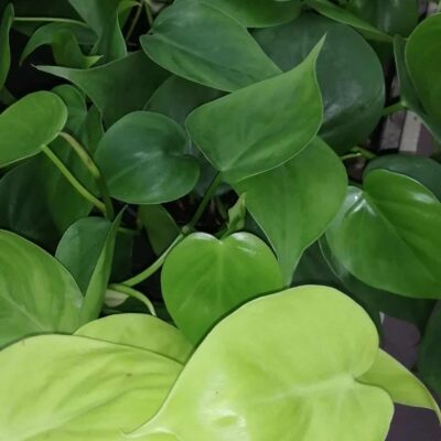 Philodendron scandens