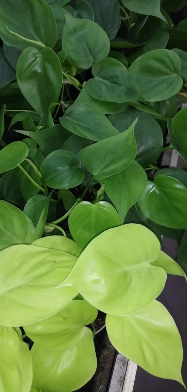 Philodendron scandens, pianta da interno