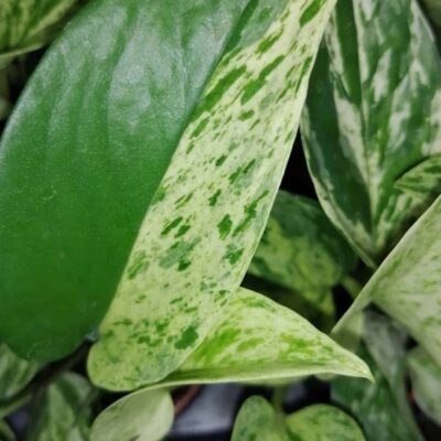 Pothos aurea Marble Queen, Epipremnum, Scindapsus Marble Queen