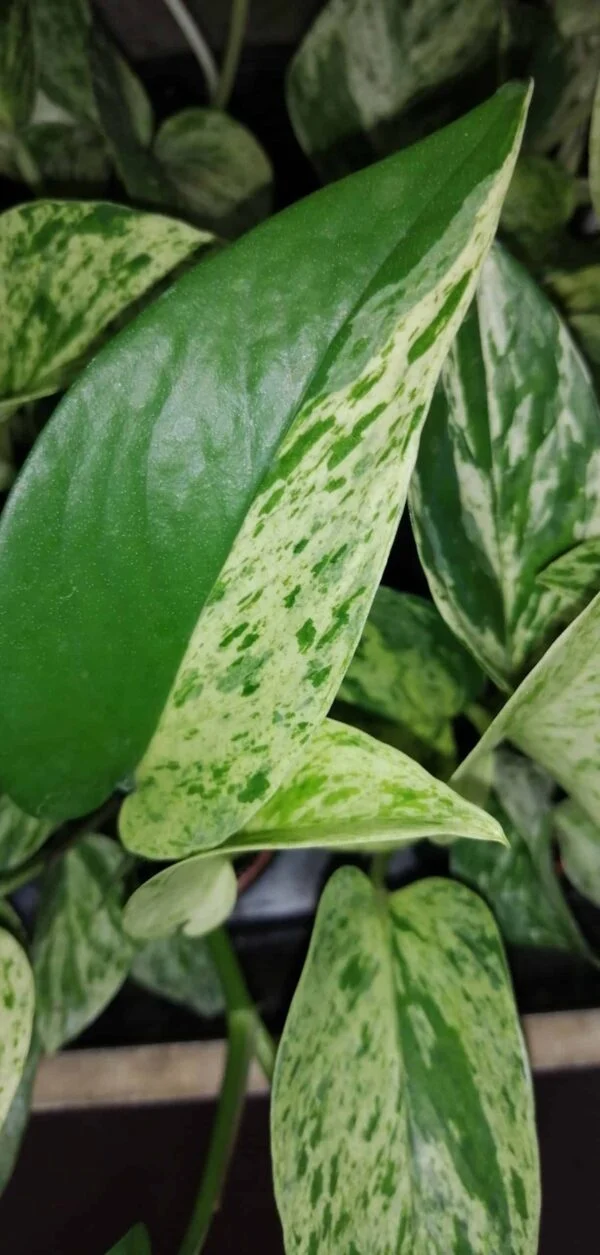 Pothos aurea Marble Queen, Epipremnum, Scindapsus Marble Queen, pianta da interno