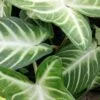 Xanthosoma lindenii, Caladium lindenii, Phyllotaenium lindenii, pianta da interno