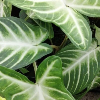 Xanthosoma lindenii, Caladium lindenii, Phyllotaenium lindenii