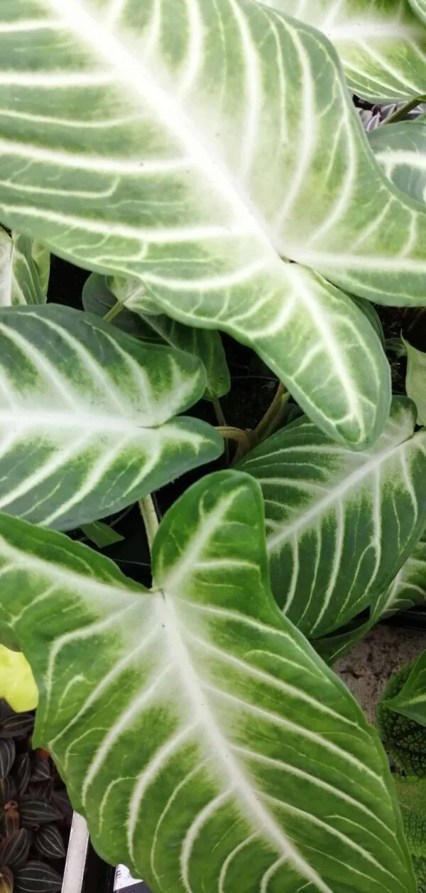 Xanthosoma lindenii, Caladium lindenii, Phyllotaenium lindenii, pianta da interno