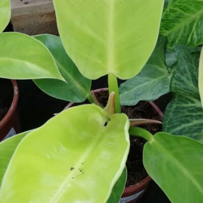 Philodendron Moonlight