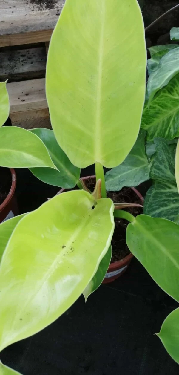 Philodendron Moonlight, pianta da interno
