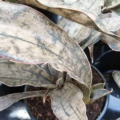 Sansevieria Star Canyon Granita
