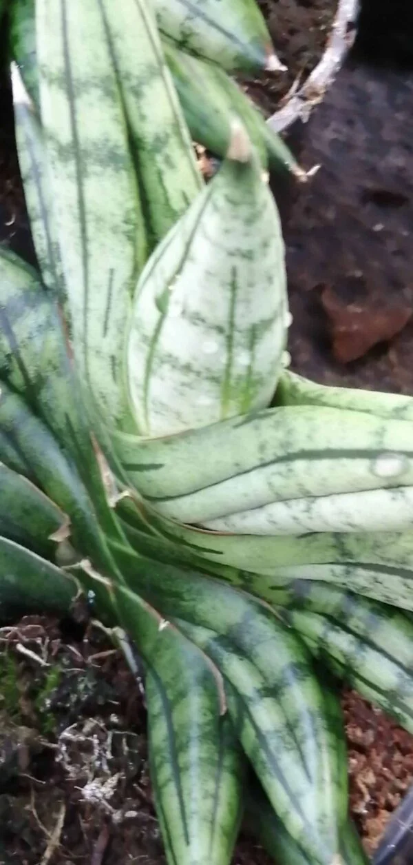 Sansevieria Inti, foto 5