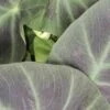 Colocasia Aloha, pianta da interno e da esterno