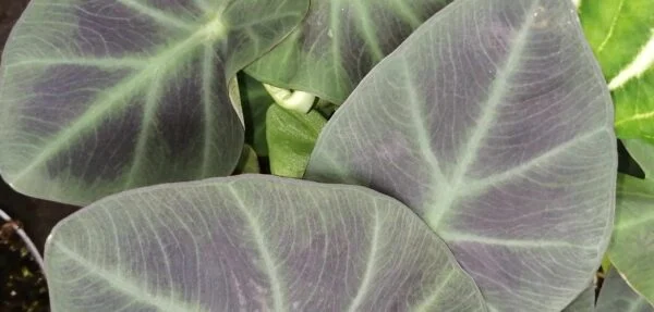 Colocasia Aloha, pianta da interno e da esterno