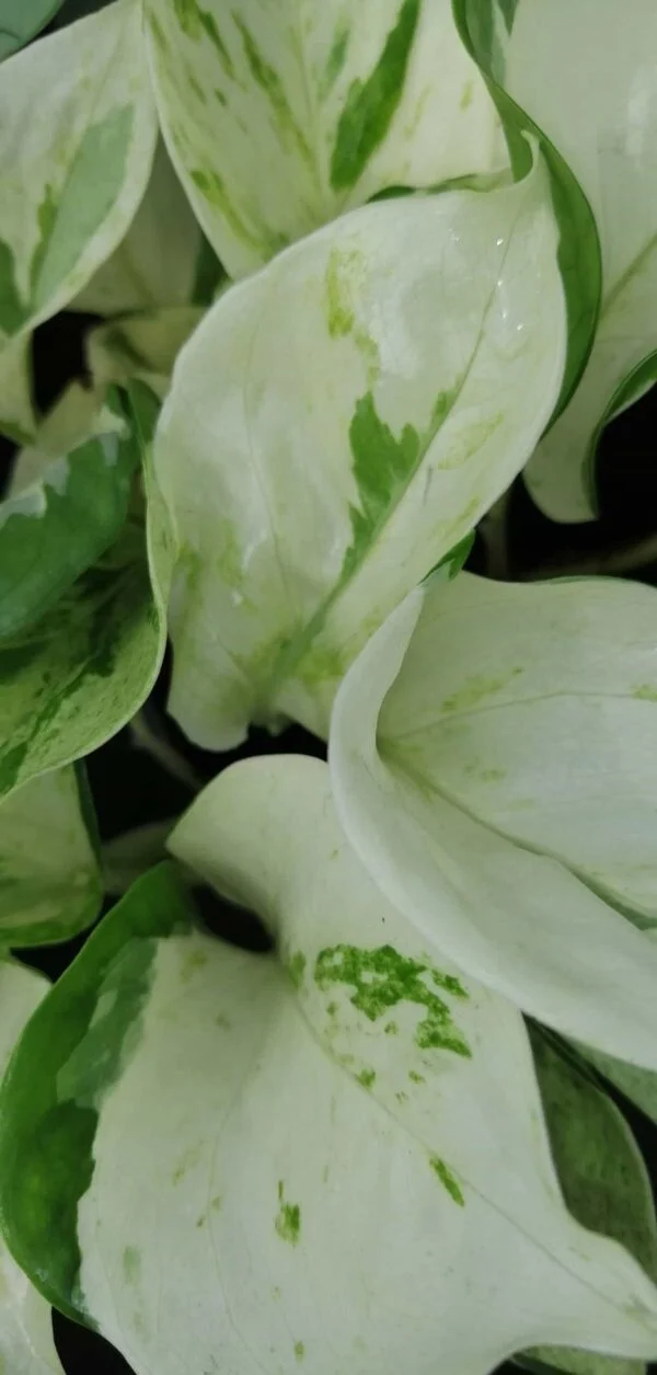 Epipremnum Scindapsus Happy Leaf, foto 4