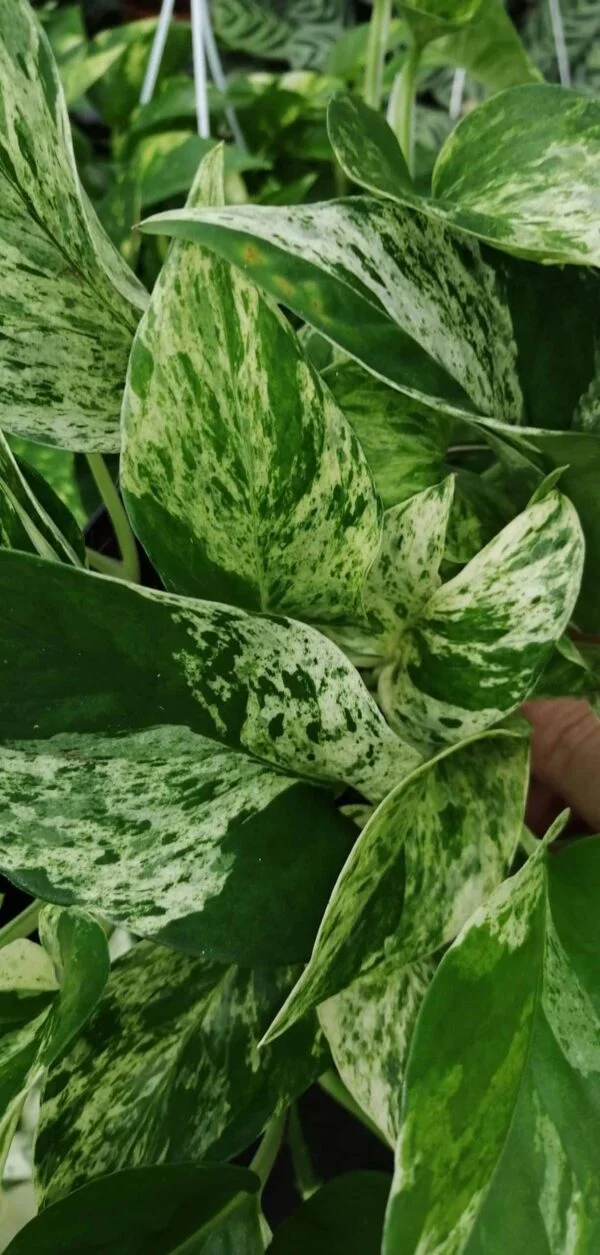 Pothos aurea Marble Queen, Epipremnum, Scindapsus Marble Queen (Copia), foto 2