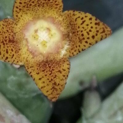 Orbea schweinfurthii