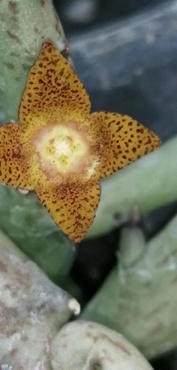 Orbea schweinfurthii, pianta da interno