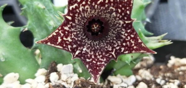 Huernia volkartii var. repens, foto 2
