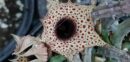 Huernia occulta