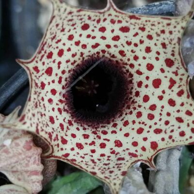 Huernia occulta