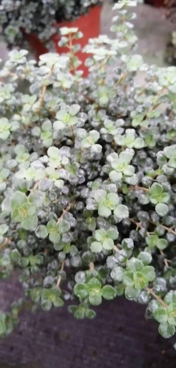 Pilea Pinokkio, pianta da interno