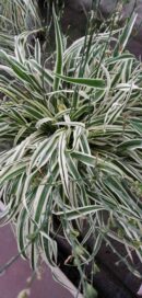 Arthropodium candidum Little Lilia