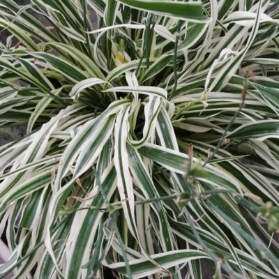 Arthropodium candidum Little Lilia