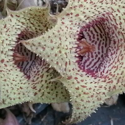 Huernia volkartii var.repens