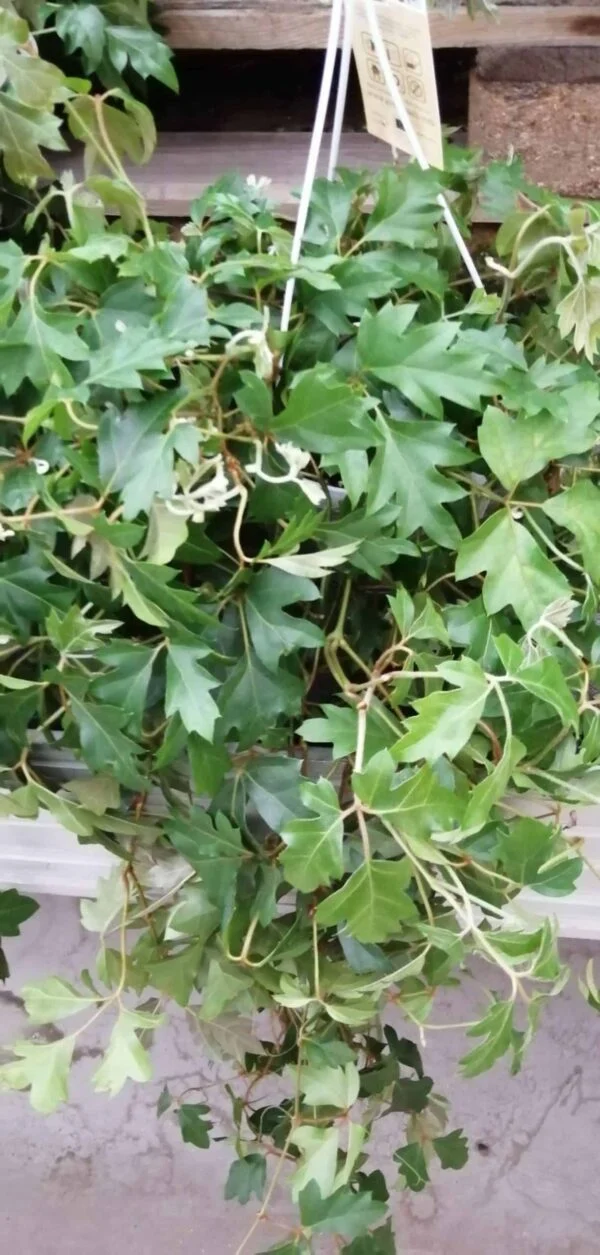 Cissus rhombifolia Ellen Danica, pianta da interno