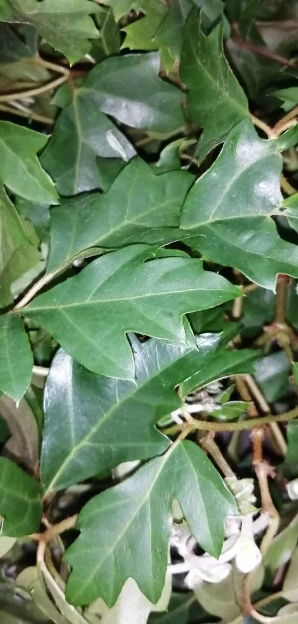 Cissus rhombifolia Ellen Danica, foto 2