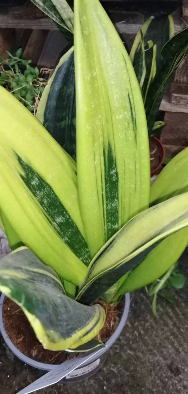 Sansevieria trifasciata Gold Flame, foto 2