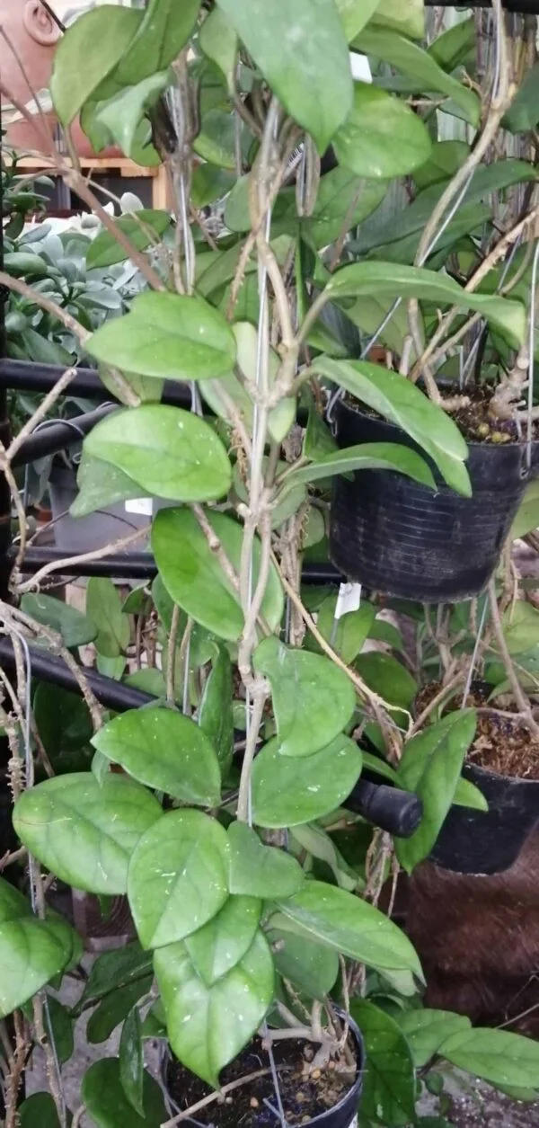 Hoya fungii, Merrill, foto 2