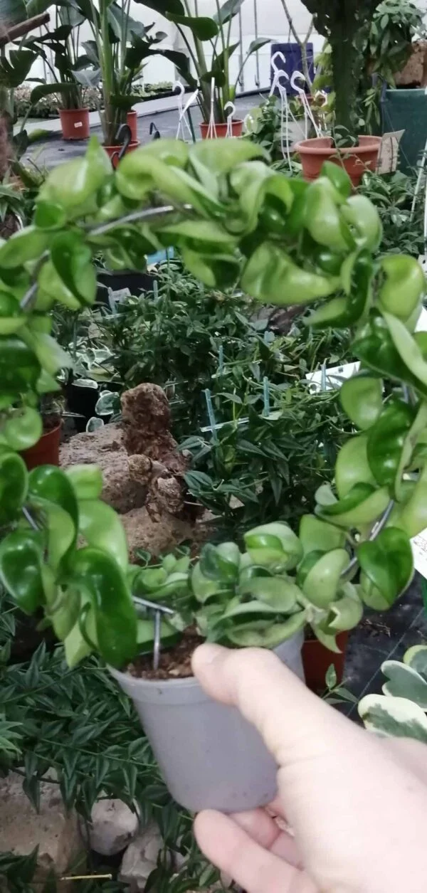Hoya carnosa Compacta, foto 6