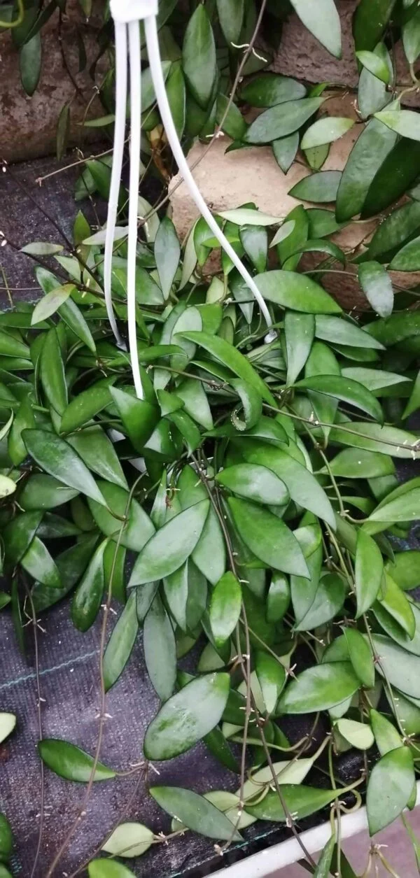 Hoya davidcummingii, Kloppenburg, foto 2