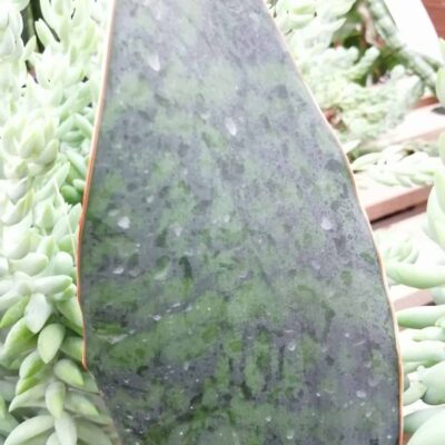 Sansevieria trifasciata masoniana Victoria