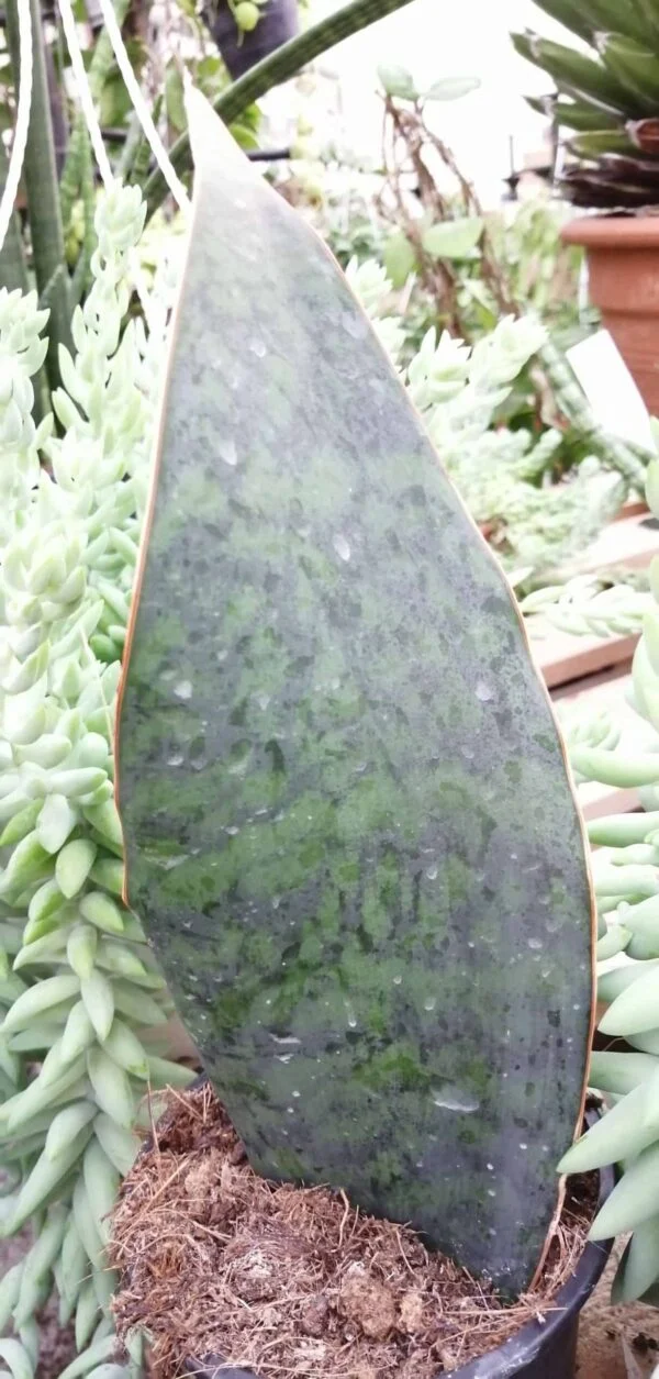 Sansevieria trifasciata masoniana Victoria, pianta da interno
