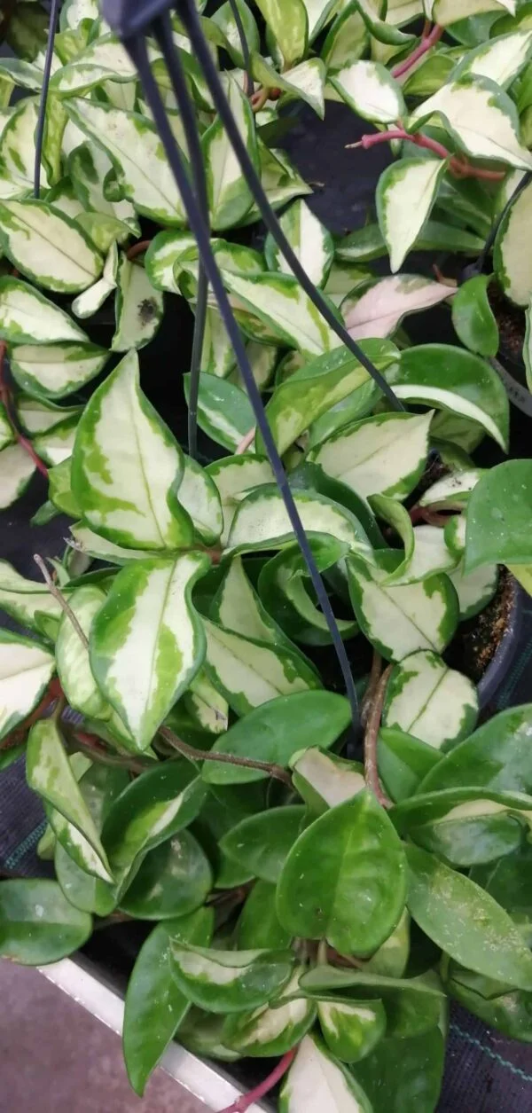 Hoya carnosa Tricolor, foto 2
