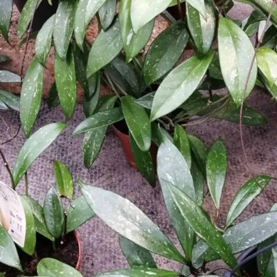 Hoya pubicalyx, Merrill