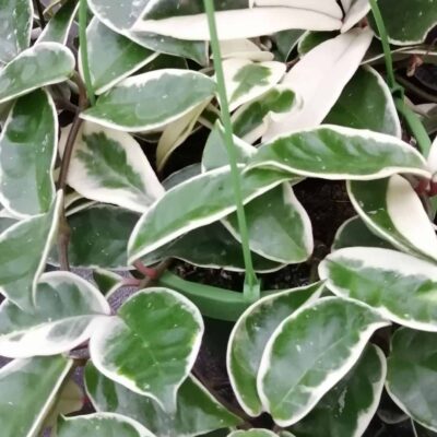 Hoya carnosa Krimson Princess