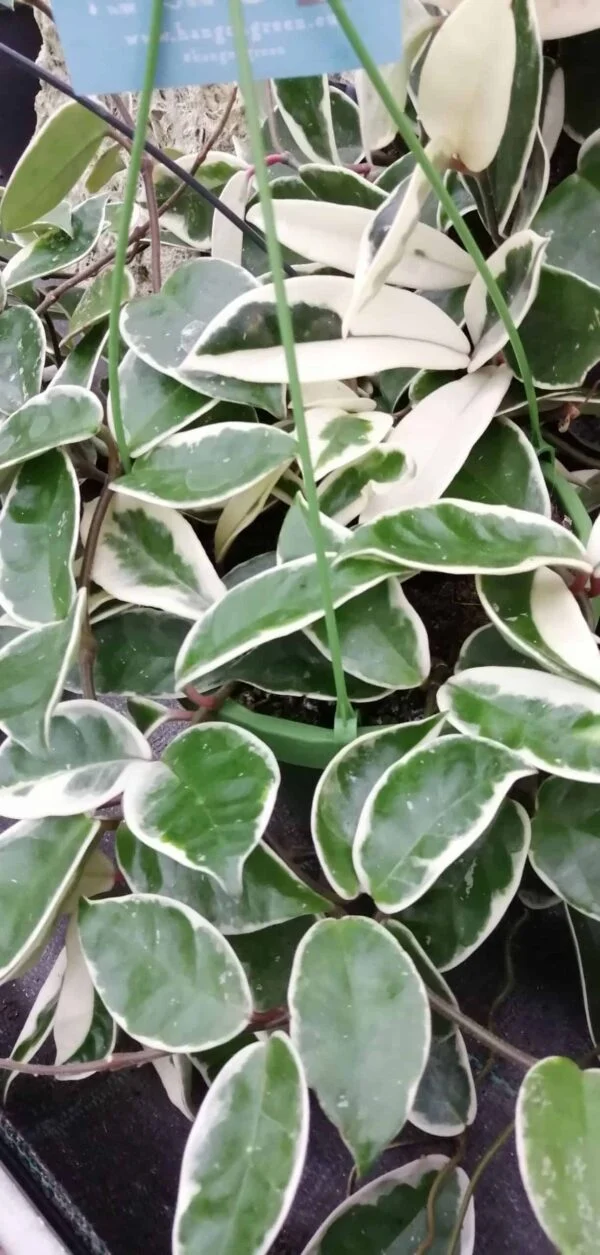 Hoya carnosa Krimson Princess, pianta da interno