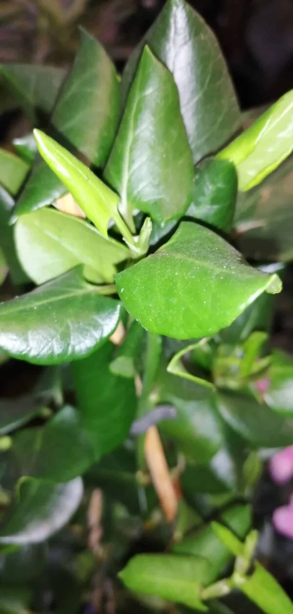 Muehlenbeckia australis Maud City Lianas, foto 2