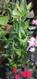 Muhlenbeckia australis Maud City Lianas